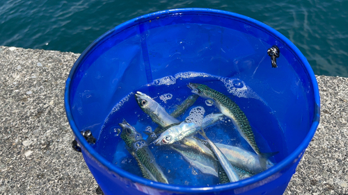 サバの釣果