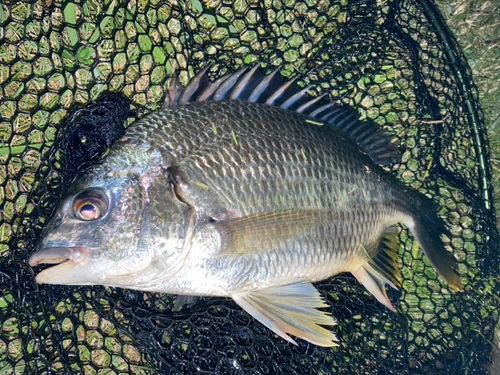 キビレの釣果