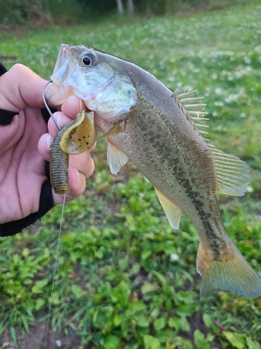 ラージマウスバスの釣果