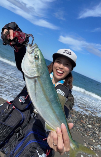 イナダの釣果