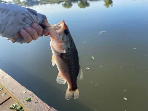 ラージマウスバスの釣果