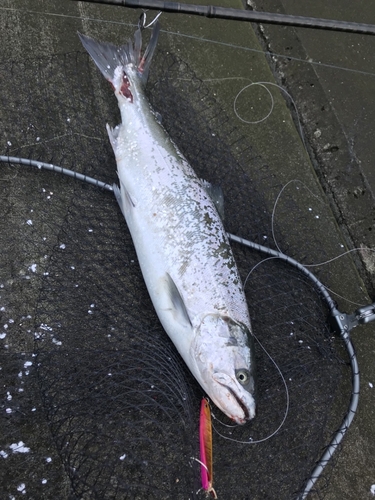 ウミサクラの釣果