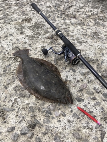 ウミアメの釣果