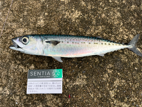 サバの釣果