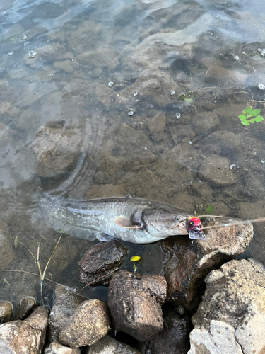 ナマズの釣果