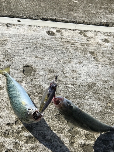 サバの釣果