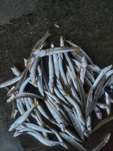 カマスの釣果