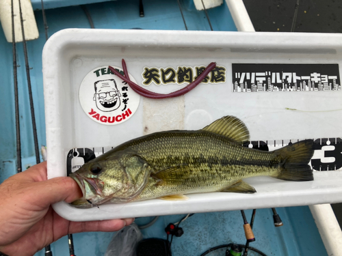 ラージマウスバスの釣果