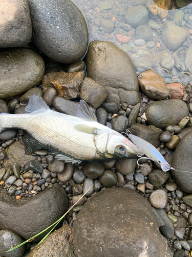 セイゴ（ヒラスズキ）の釣果