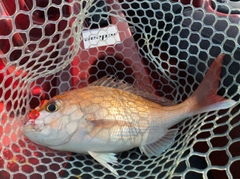 マダイの釣果