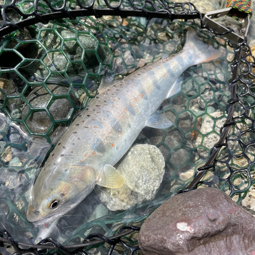 アマゴの釣果