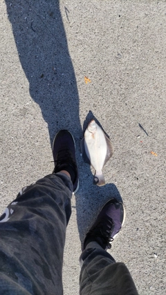 マコガレイの釣果