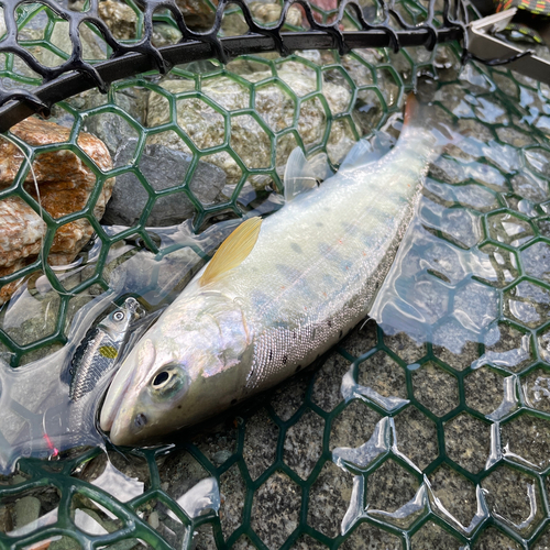 アマゴの釣果