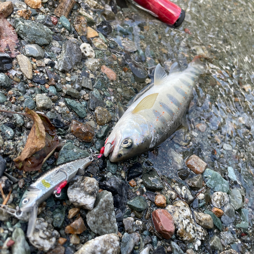 アマゴの釣果