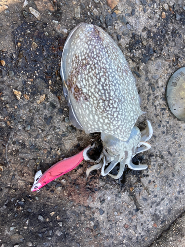 シリヤケイカの釣果