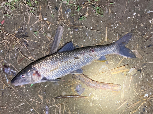 ニゴイの釣果