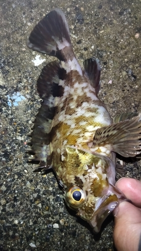 ガシラの釣果