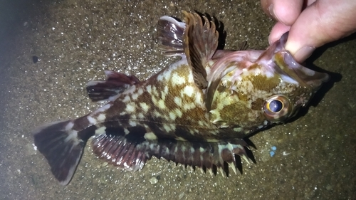 ガシラの釣果