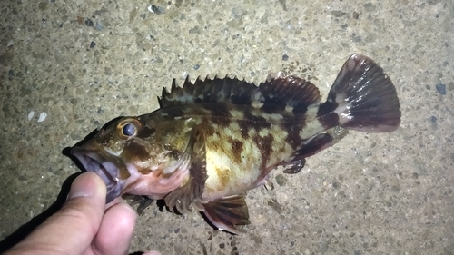 ガシラの釣果