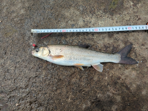 ウグイの釣果