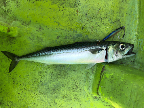 マサバの釣果