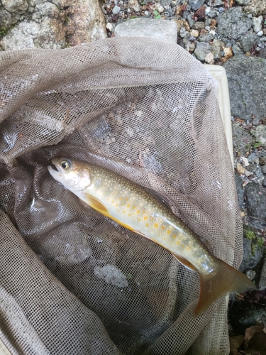 イワナの釣果