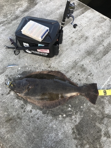 ヒラメの釣果