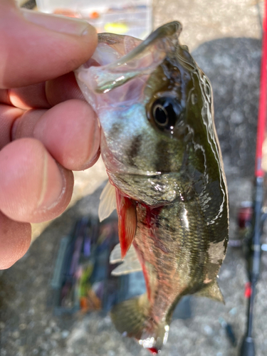 ブラックバスの釣果