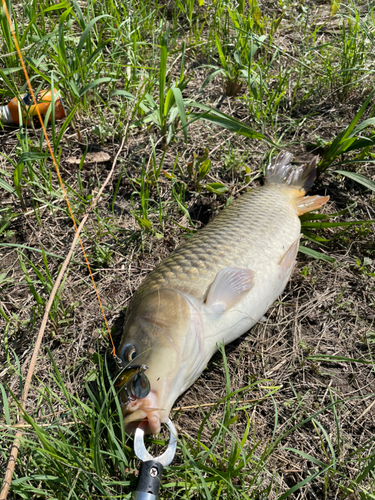 コイの釣果