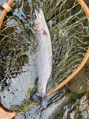 ニジマスの釣果