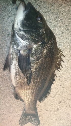 チヌの釣果