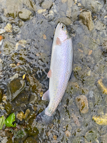 ニジマスの釣果