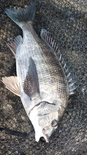 チヌの釣果