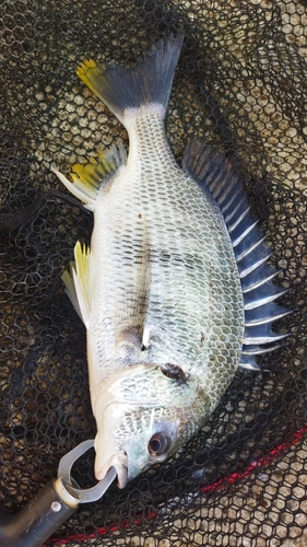 キビレの釣果