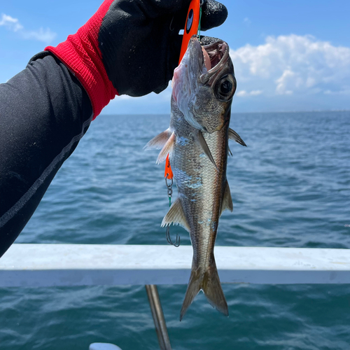 ムツの釣果