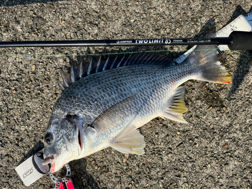 キビレの釣果