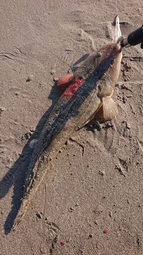 マゴチの釣果