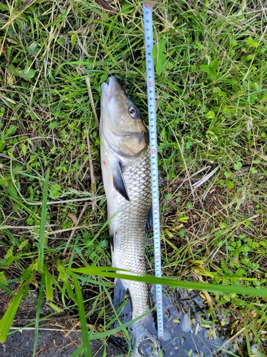 ニゴイの釣果