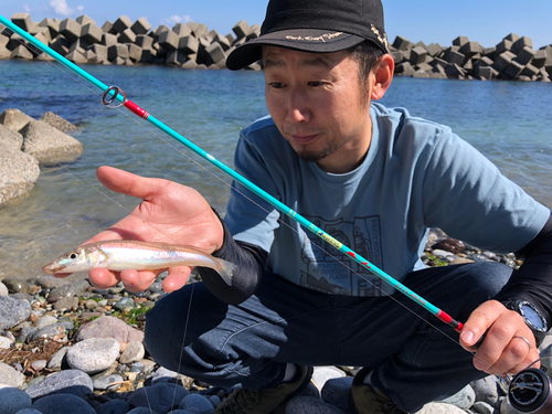 シロギスの釣果