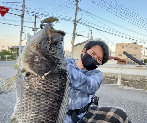 ティラピアの釣果