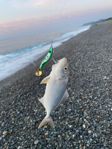 シオの釣果