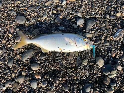 ショゴの釣果