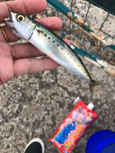 サバの釣果