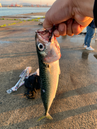 サバの釣果