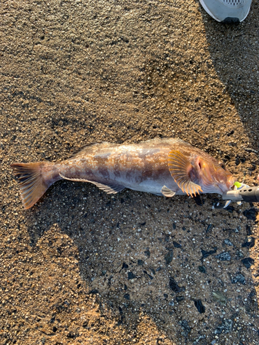 アイナメの釣果