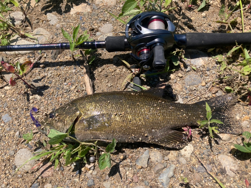 スモールマウスバスの釣果