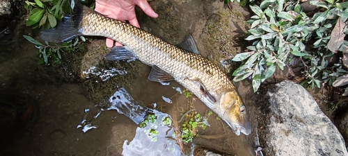 ニゴイの釣果