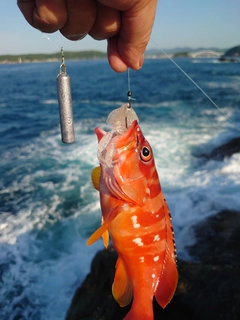 アカハタの釣果