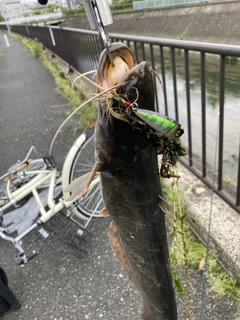 ナマズの釣果