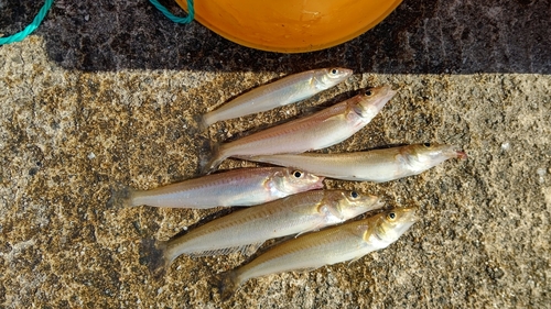 シロギスの釣果